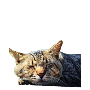 Close Up Of A Relaxed Domestic Cat Napping Peacefully Outdoors In The Sunlight. 16050 - Cat PNG image with transparent background